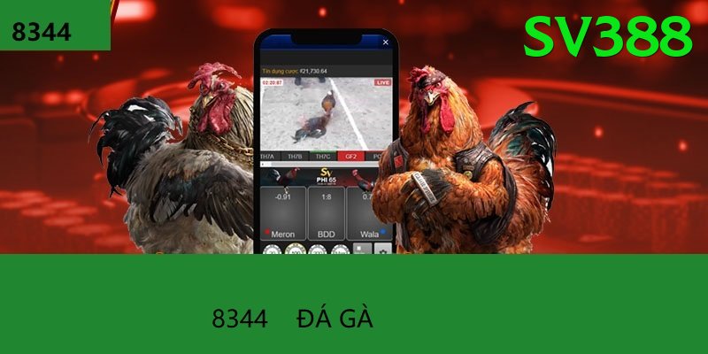 Đá Gà Trực Tiếp - Trải nghiệm tuyệt vời - Game hot